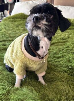 Shih Tzu Dogs Available for Adoption - Panda | PetCurious