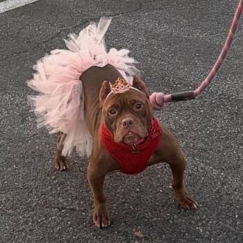 Mi Besito (My Kiss) -  Pit Bull Terrier Dog for Adoption in Houston, Texas - Mi Besito (My Kiss) | PetCurious