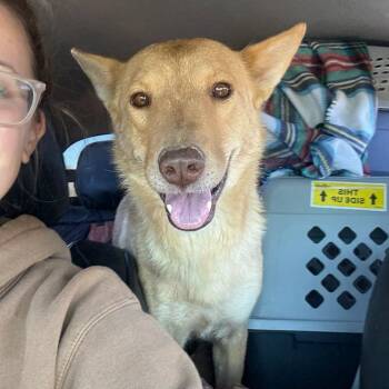 Rescue Mixed Breed Dogs for Adoption in Moab, Utah - Kaea | PetCurious