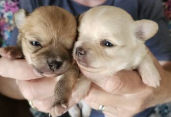 Buster -  Chihuahua Dog for Sale in Greenfield, Ohio - Buster | PetCurious