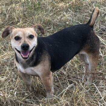 Ms. Mama Ivanna -  Jack Russell Terrier and Dachshund Dog for Adoption in Ridgefield, Washington - Ms. Mama Ivanna | PetCurious