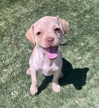 Molly -  Terrier Dog for Adoption in El Cajon, California - Molly | PetCurious