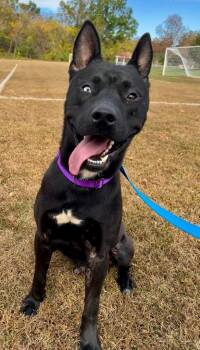 Rescue Shepherd and Husky Dogs for Adoption in Trenton, New Jersey - Dante | PetCurious