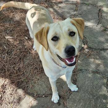 Indy -  Labrador Retriever Dog for Adoption in Houston, Texas - Indy | PetCurious