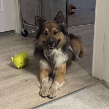 Rescue Collie Dogs for Adoption in Myrtle Beach, South Carolina - Tucker | PetCurious