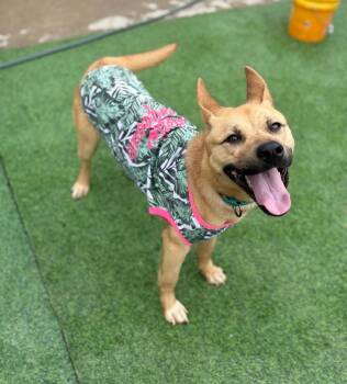 Black Mouth Cur Dogs Available for Adoption - DELIGHT..... The Graceful Sweetheart | PetCurious