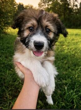 Truffle -  Australian Shepherd and Poodle Dog for Adoption in Iron Ridge, Wisconsin - Truffle | PetCurious