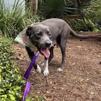 Rescue American Staffordshire Terrier Dogs for Adoption in Houston, Texas - Melody | PetCurious