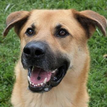 Bucky -  Mixed Breed Dog for Adoption in Jeffersonville, Indiana - Bucky | PetCurious