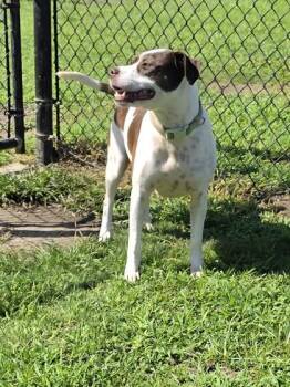 Amethyst Moon -  American Bulldog and Mixed Breed Dog for Adoption in Conway, South Carolina - Amethyst Moon | PetCurious