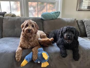 Rosie BONDED w/JUNO -  Golden Retriever Dog for Adoption - Rosie BONDED W/JUNO | PetCurious
