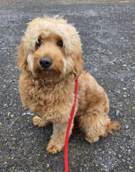Golden Retriever and Poodle Dogs Available for Adoption in Malvern, Pennsylvania - Seven | PetCurious
