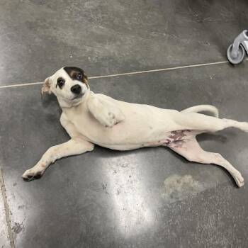 Mixed Breed Dogs Available for Adoption - George | PetCurious