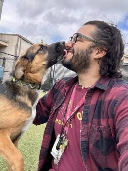 Mixed Breed Dogs Available for Adoption in Wichita, Kansas - General | PetCurious