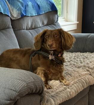 Rip -  Dachshund Dog for Adoption in Sioux Falls, South Dakota - Rip | PetCurious