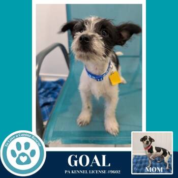 Chihuahua and Schnauzer Dogs Available for Adoption - Goal (Hope