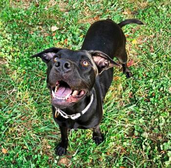 Tula - COURTESY POST -  Boxer and Black Labrador Retriever Dog for Adoption in Clyde, North Carolina - Tula - COURTESY POST | PetCurious