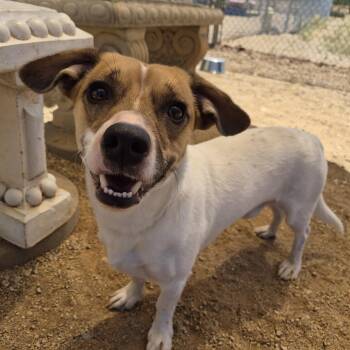 Dachshund and Terrier Dogs Available for Adoption in Sierra Vista, Arizona - Comet | PetCurious