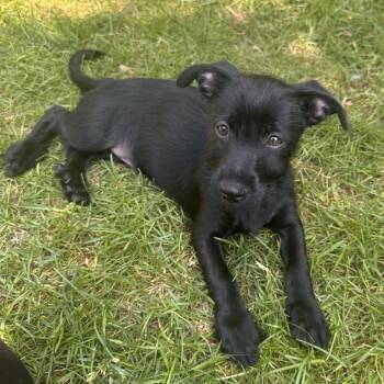 Indio -  Terrier and Chihuahua Dog for Adoption in Minneapolis, Minnesota - Indio | PetCurious