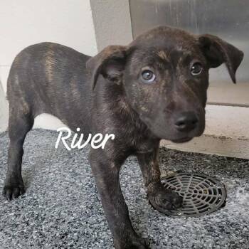 Mixed Breed Dogs Available for Adoption in Buchanan Dam, Texas - River | PetCurious