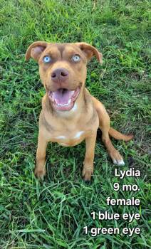 Lydia -  Mixed Breed Dog for Adoption in Ashland, Kentucky - Lydia | PetCurious