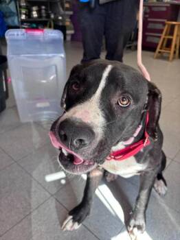 Sumatra -  Mixed Breed Dog for Adoption in Hobart, Indiana - Sumatra | PetCurious