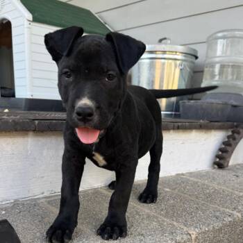 Mixed Breed Dogs Available for Adoption in Greensboro, Georgia - Onyx | PetCurious