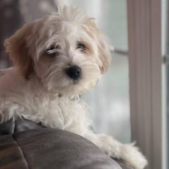 Shih Tzu and Poodle Dogs Available for Adoption in Alma, Wisconsin - Brooks | PetCurious