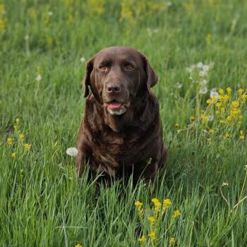 Rescue Chocolate Labrador Retriever Dogs for Adoption in Zimmerman, Minnesota - Sandy | PetCurious