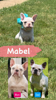 Mabel -  French Bulldog Dog for Sale in Wills Point, Texas - Mabel | PetCurious