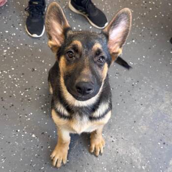 Mixed Breed Dogs Available for Adoption in Columbiana, Alabama - Penny | PetCurious
