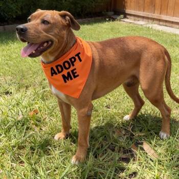 Buster Keaton -  American Staffordshire Terrier Dog for Adoption in Houston, Texas - Buster Keaton | PetCurious