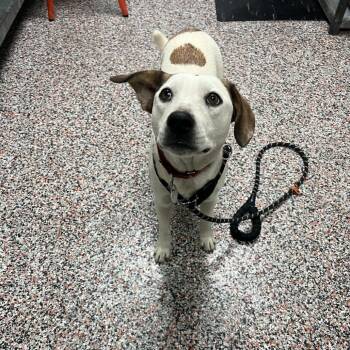 Pearla -  Mixed Breed Dog for Adoption in Salt Lake City, Utah - Pearla | PetCurious