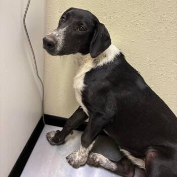 Rescue Catahoula Leopard Dog and Mixed Breed Dogs for Adoption in Bastrop, Texas - Delta 25-08-051 | PetCurious