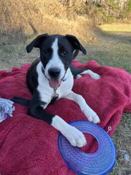 Mixed Breed Dogs Available for Adoption - Luke Bow | PetCurious