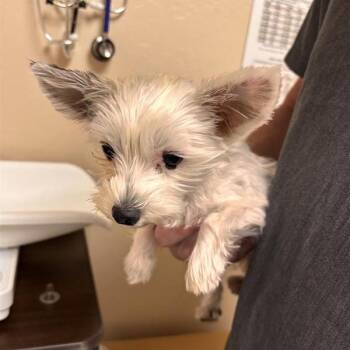 Yorkshire Terrier Dogs Available for Adoption - Lil Bit | PetCurious