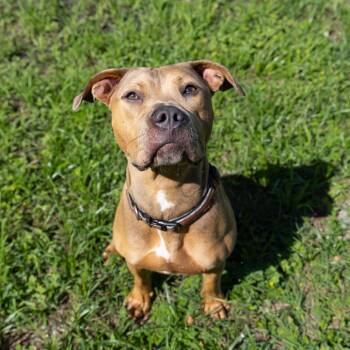 Cardamom -  Mixed Breed Dog for Adoption in Gainesville, Florida - Cardamom | PetCurious