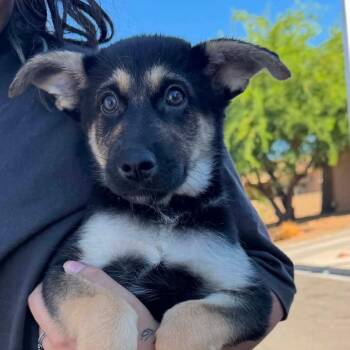 Thunder OS NV -  German Shepherd Dog and Mixed Breed Dog for Adoption in Las Vegas, Nevada - Thunder OS NV | PetCurious