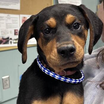 Hound Dogs Available for Adoption in Greenville, South Carolina - Lady | PetCurious