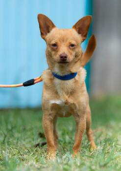 Rescue Chihuahua Dogs for Adoption in Lexington, Kentucky - Brownie | PetCurious