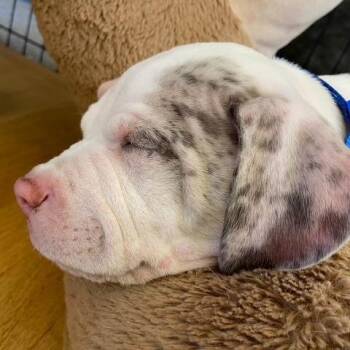 Raj 22816 -  Great Dane Dog for Adoption in Minneapolis, Minnesota - Raj 22816 | PetCurious