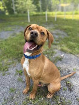 Max -  Mixed Breed Dog for Adoption in Howes Cave, New York - Max | PetCurious