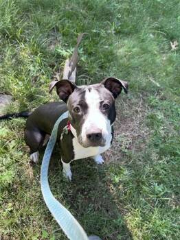 STARLET -  Staffordshire Bull Terrier and Mixed Breed Dog for Adoption in Dedham, Massachusetts - STARLET | PetCurious