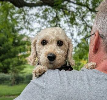 Mindy -  Goldendoodle Dog for Adoption in Whitewater, Wisconsin - Mindy | PetCurious