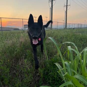 Lady -  Mixed Breed Dog for Adoption in Houston, Texas - Lady | PetCurious