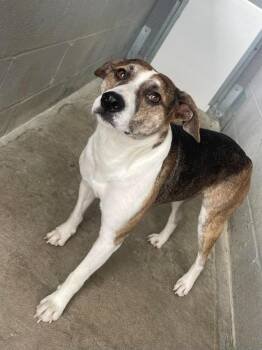 Loki -  Mixed Breed Dog for Adoption in Calhoun, Kentucky - Loki | PetCurious