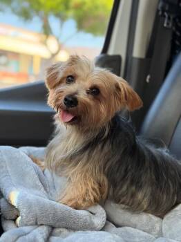 Pawris (Speedy Gonzalez)-One of our Amazing Rescue Dogs -  Yorkshire Terrier and Mixed Breed Dog for Adoption in Carlsbad, California - Pawris (Speedy Gonzalez)-One Of Our Amazing Rescue Dogs | PetCurious