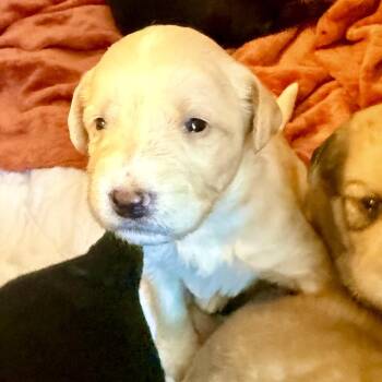 Donnie -  Poodle Dog for Adoption in La Grange, Kentucky - Donnie | PetCurious