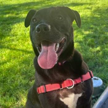 Zuko -  Mixed Breed Dog for Adoption in Dubuque, Iowa - Zuko | PetCurious