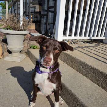 Chocolate Labrador Retriever Dogs Available for Adoption in Jasper, Indiana - Missy | PetCurious
